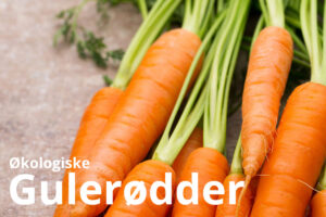 gulerodder